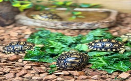 Tortoise reptiles for sale: Leopard Tortoise Hatchlings - Image 7