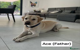 Labrador Retriever dogs for sale: Labrador Retriever Puppies - Image 19