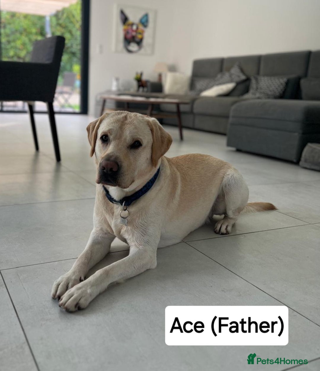 Labrador Retriever dogs for sale: Labrador Retriever Puppies - Image 19