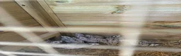 Quail poultry for sale: ** SNOW FLAKE BOB WHITE MALE QUAILS ** - Advert 3