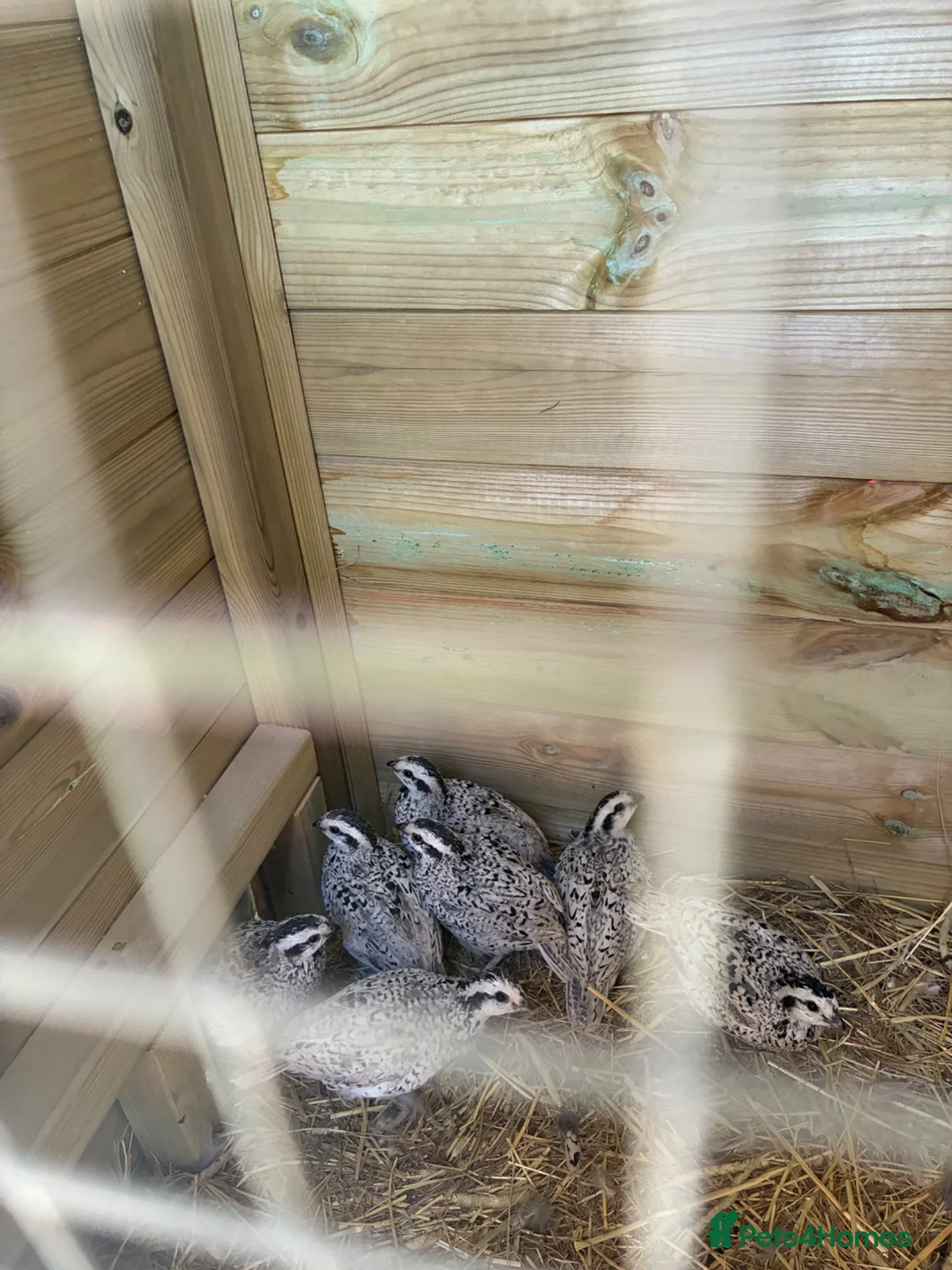 Quail poultry for sale: ** SNOW FLAKE BOB WHITE MALE QUAILS ** - Advert 3
