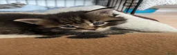 Maine Coon cats for sale: Tufty ears and big paws  - Advert 31