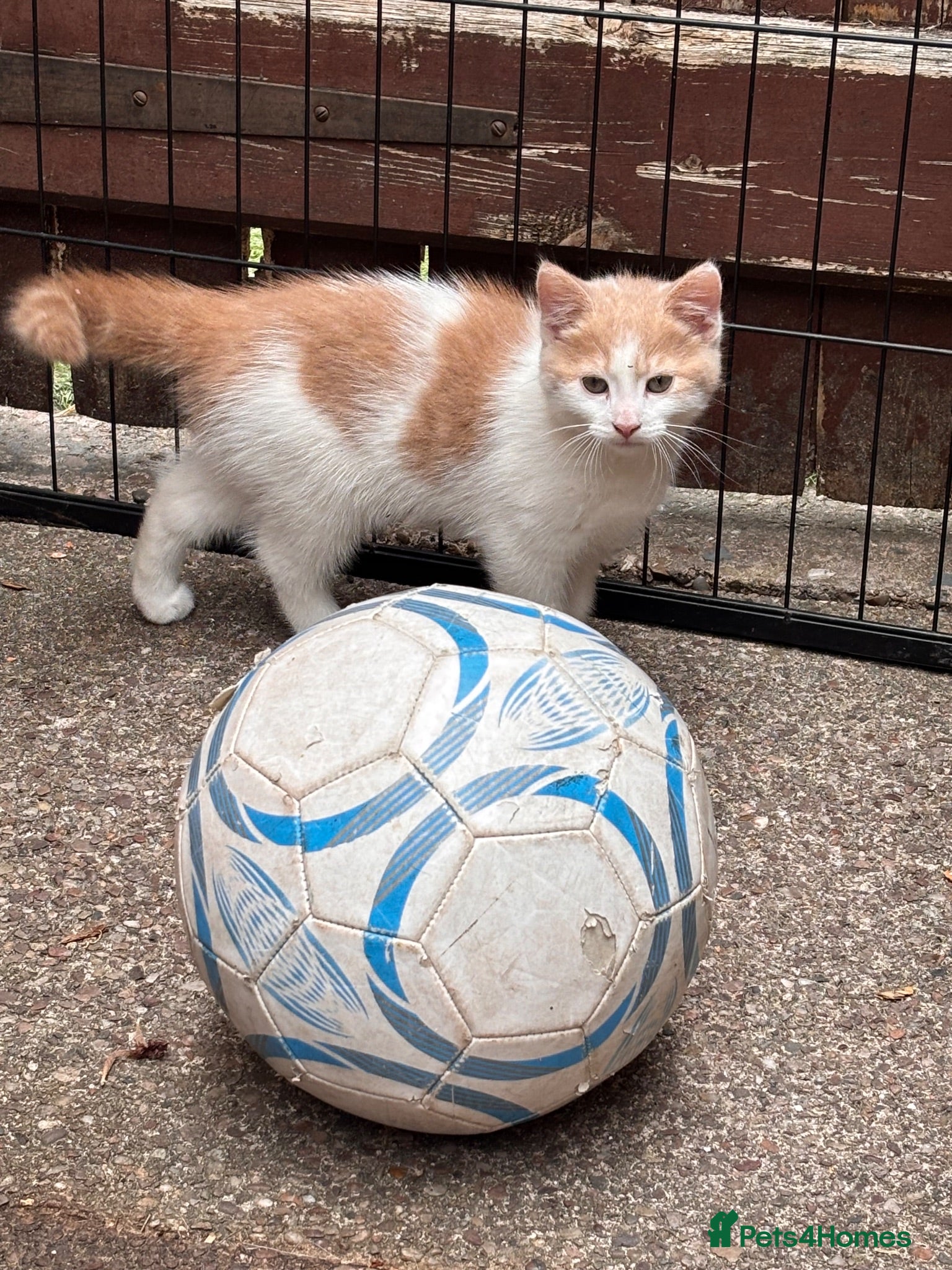 Mixed Breed cats LAST ONE BEAUTIFUL Male - Advert 7