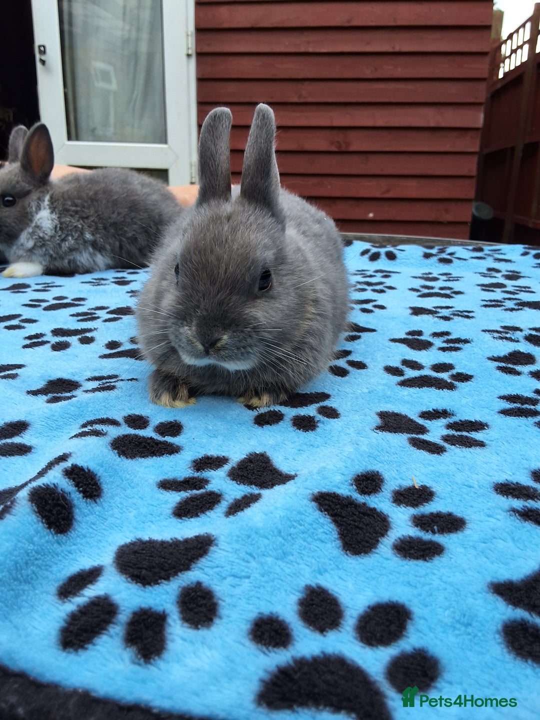 Netherland Dwarf rabbits for sale: 3 Netherland Dwarf bunnies ready 4 forever homes  - Image 11