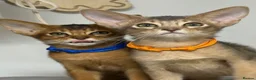 Abyssinian cats for sale:     Gorgeous kittens from champion parents 😽 - Advert 15