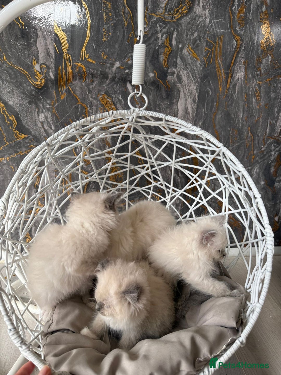 Ragdoll cats for sale: GCCF Registered Ragdoll Blue Point . Ready to go  - Image 7