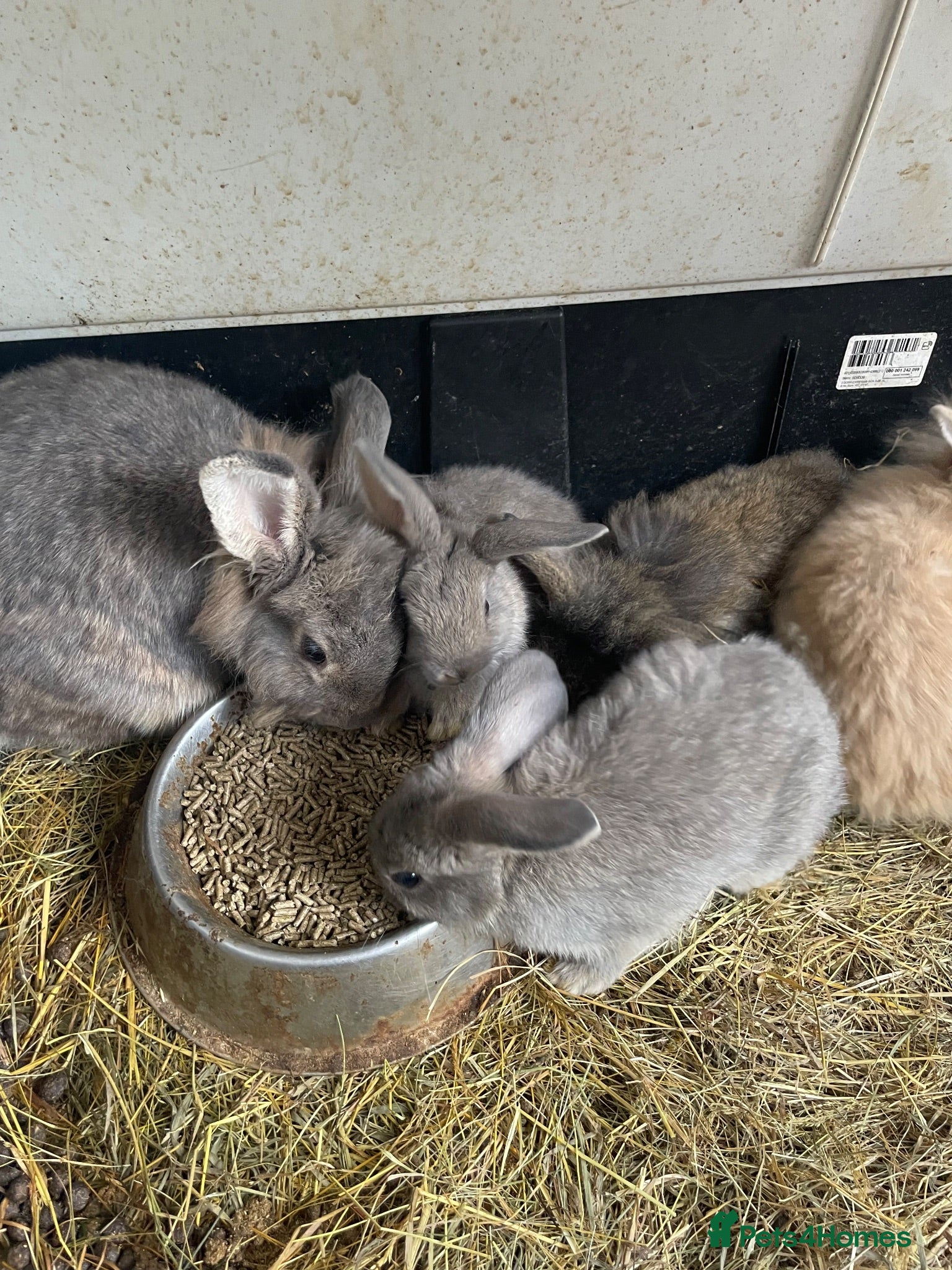 Mini Lion Lop rabbits Mini lion lop rabbits for sale - Advert 1