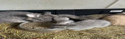 Mini Lion Lop rabbits for sale: Mini lion lop rabbits for sale - Advert 1