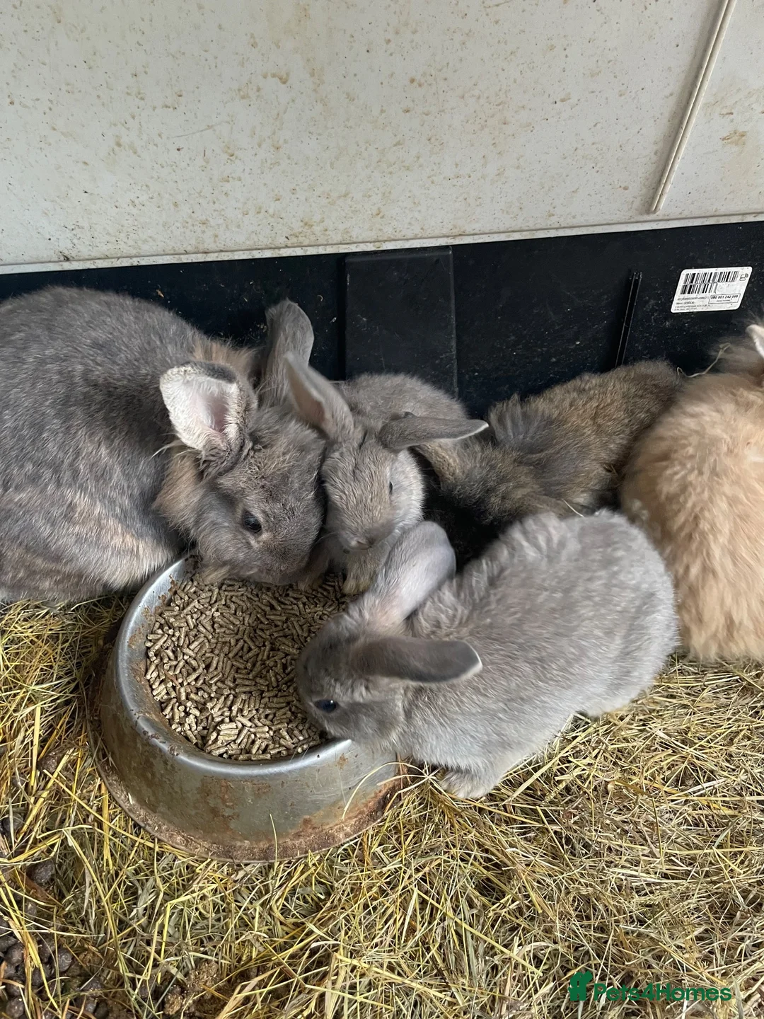 Mini Lion Lop rabbits for sale: Mini lion lop rabbits for sale - Advert 1