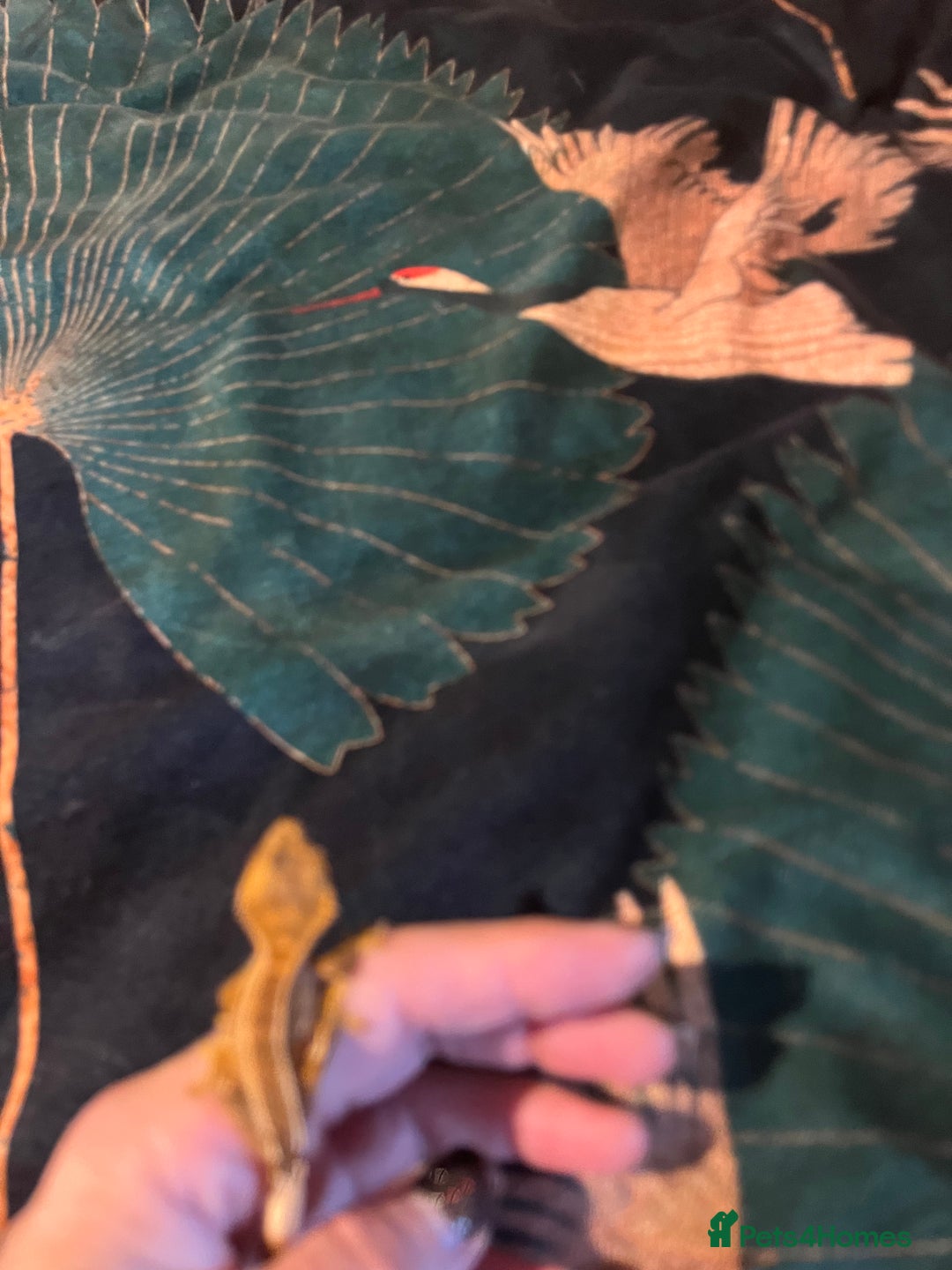 Gecko reptiles for sale: Crested gecko babies  - Advert 12