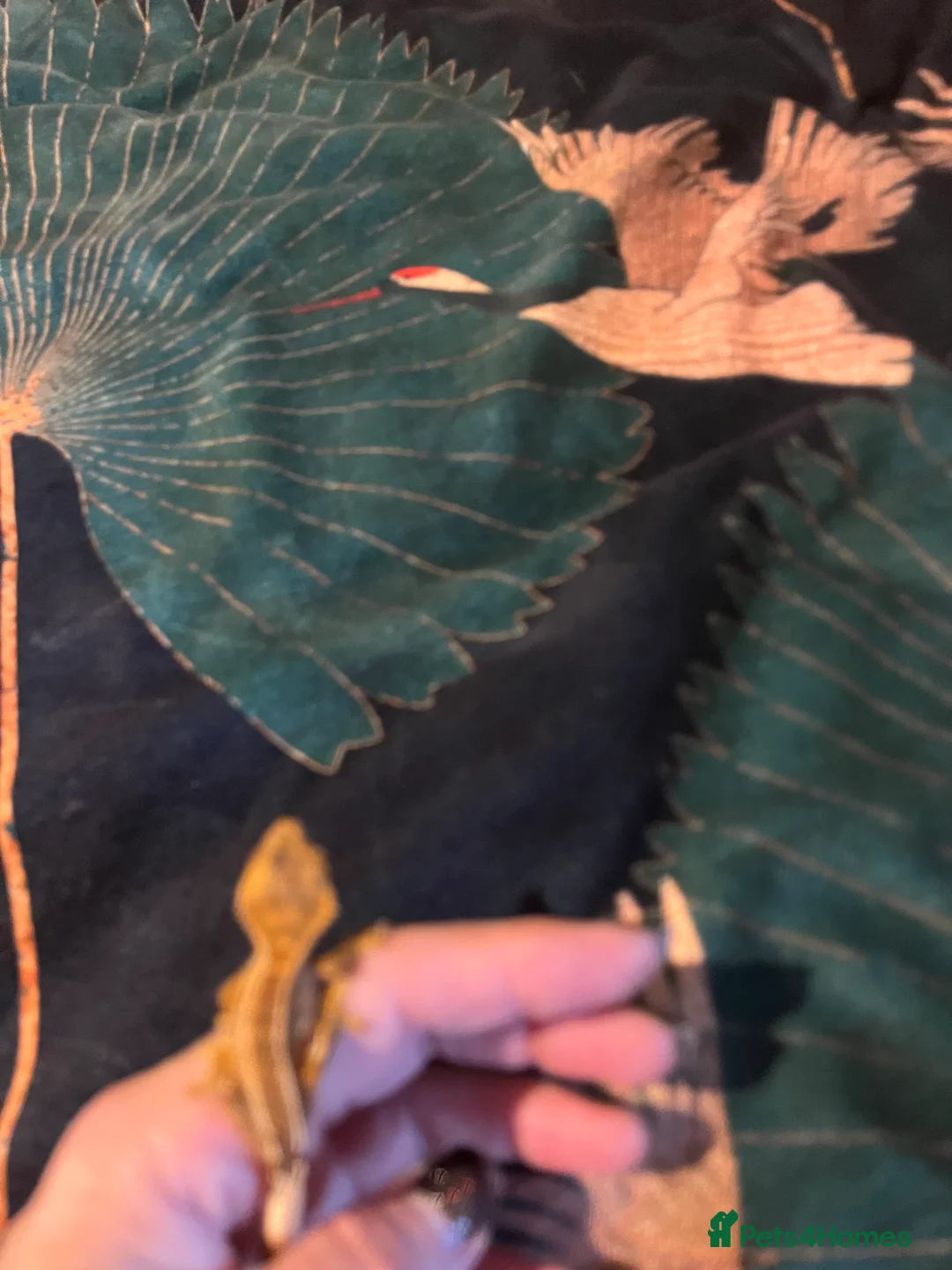 Gecko reptiles for sale: Crested gecko babies  - Advert 12