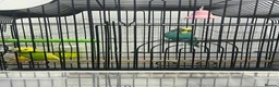 Budgerigars birds for sale: MALE AND FEMALE BUDGIES  - Advert 5
