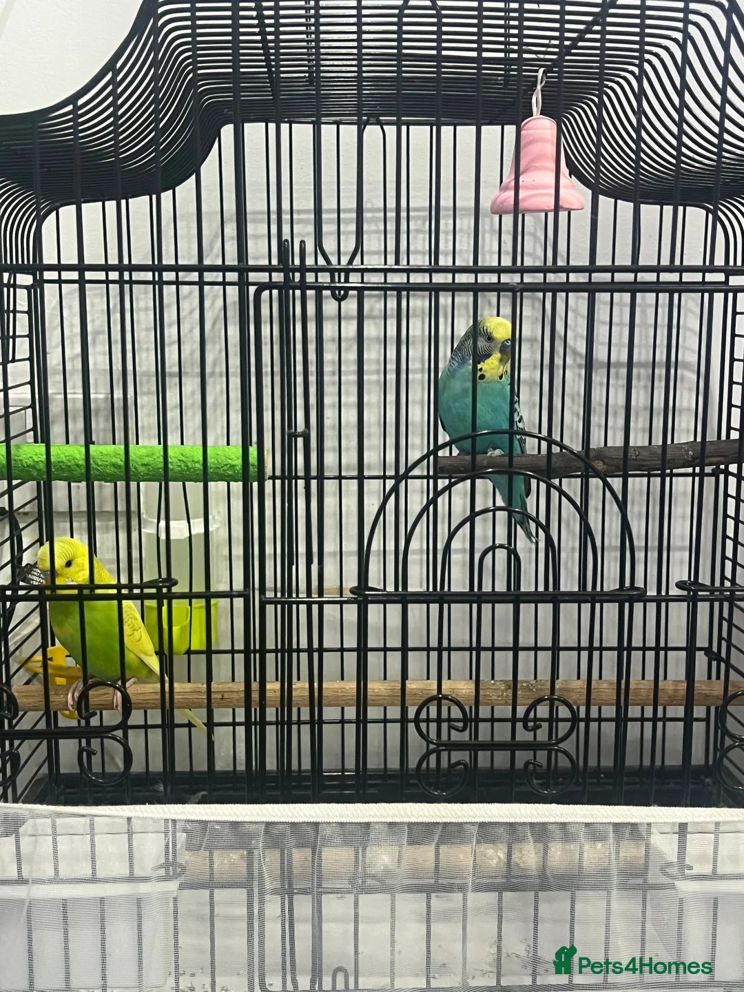 Budgerigars birds for sale: MALE AND FEMALE BUDGIES  - Advert 5