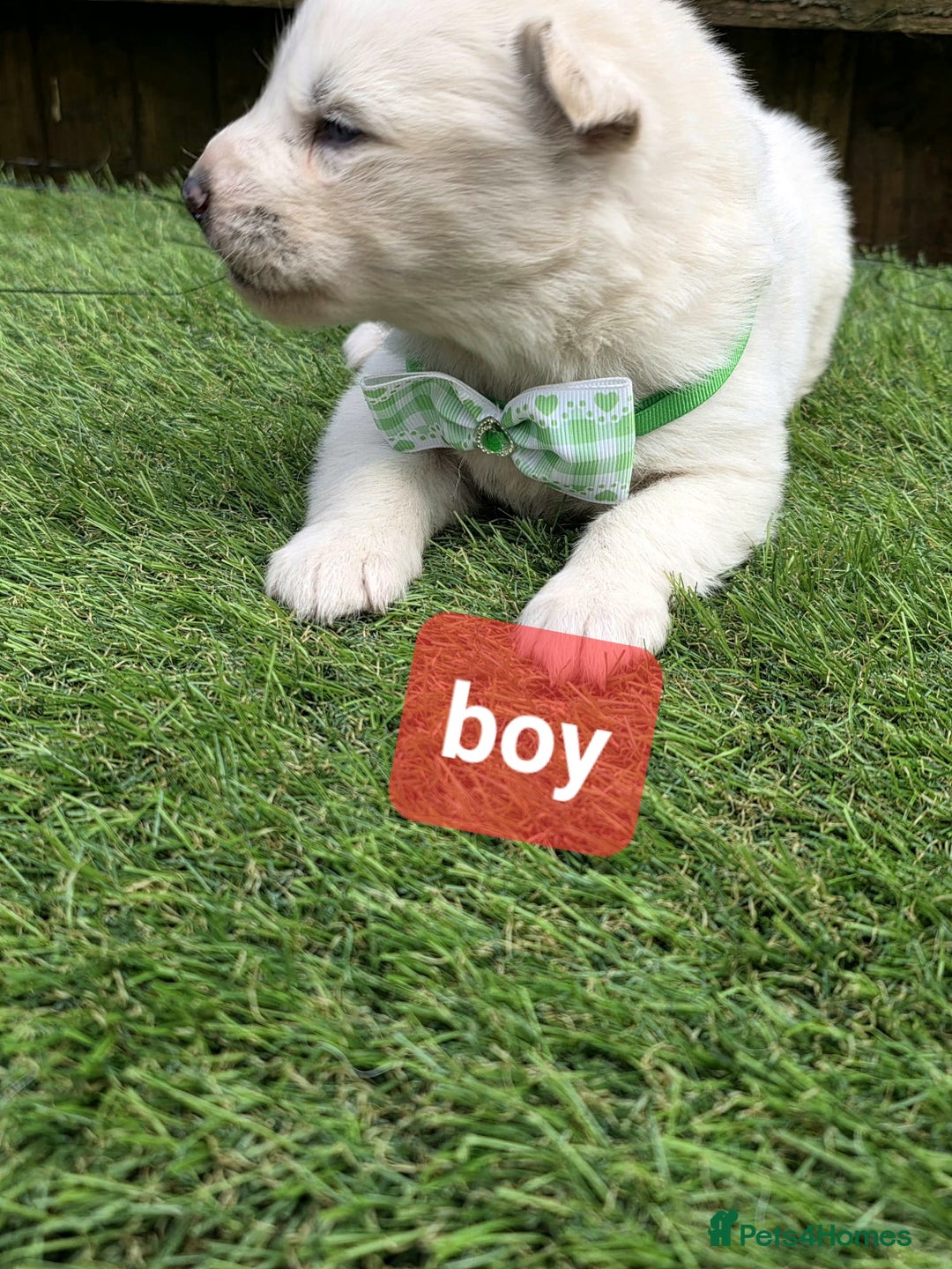 Siberian Husky dogs for sale: Siberian husky puppies  - Advert 6