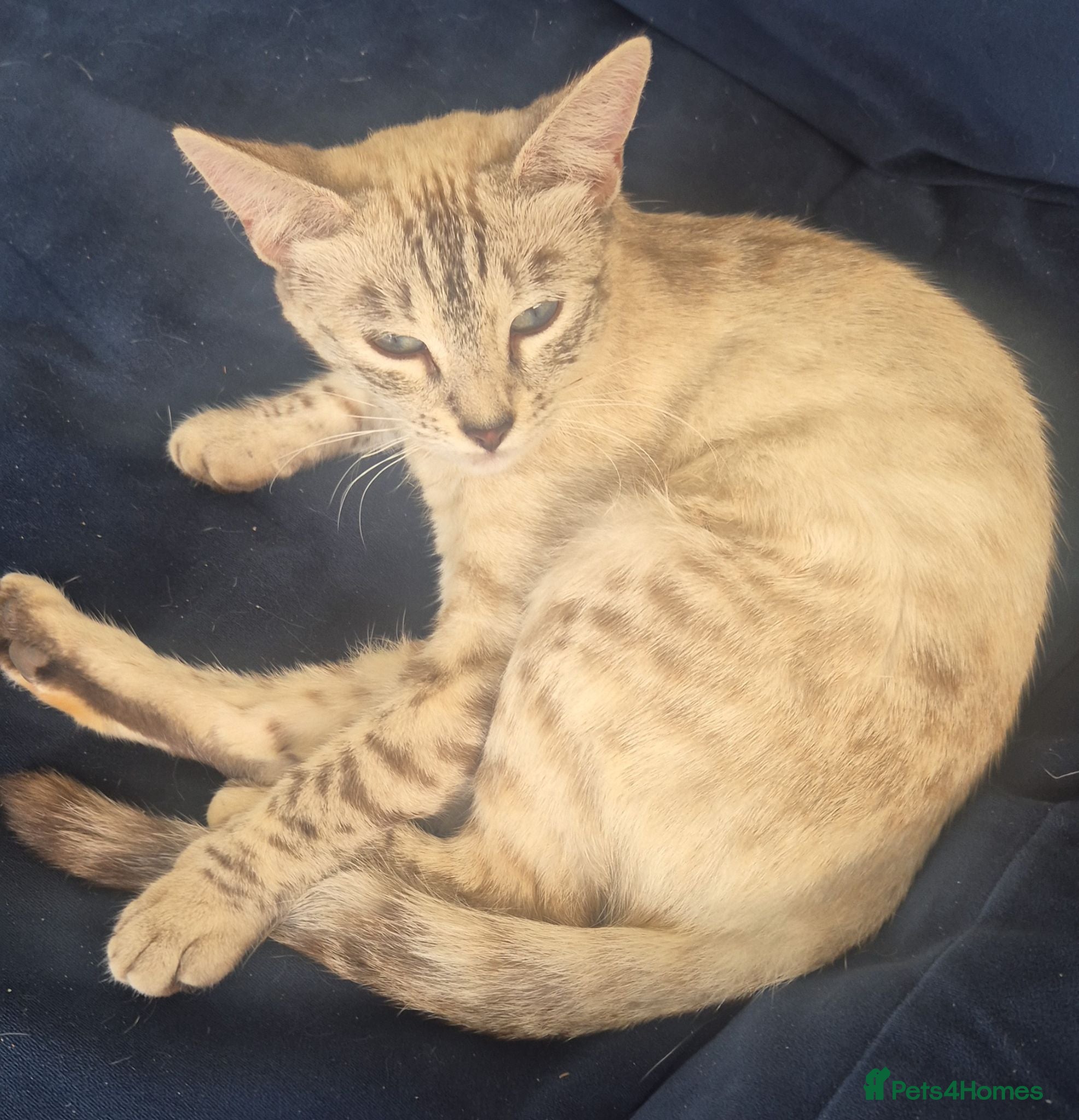 Mixed Breed cats Kittens for Sale - Advert 3