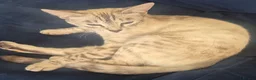 Mixed Breed cats for sale: Kittens for Sale - Advert 1