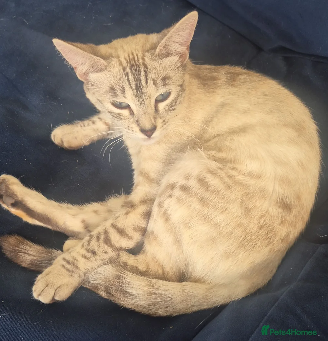 Mixed Breed cats for sale: Kittens for Sale - Advert 1