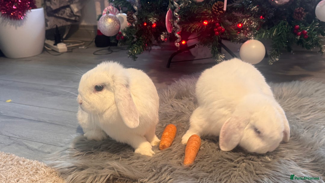 Mini Lop rabbits for sale: Female and male  - Advert 2