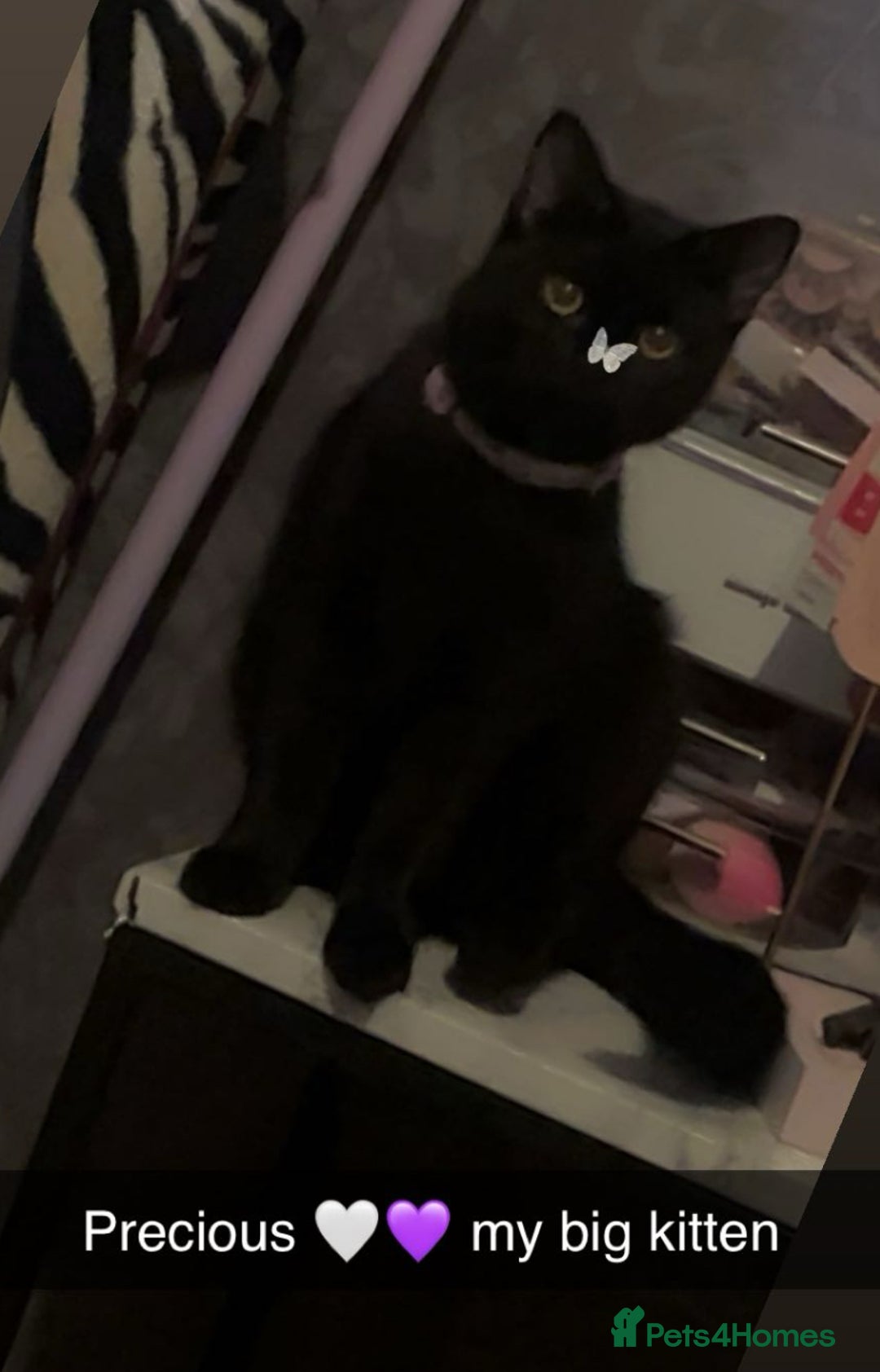 Mixed Breed cats for sale: Kittens  - Advert 1