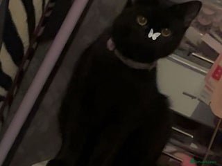 Mixed Breed cats Kittens - Advert 1