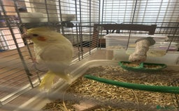 Cockatiels birds for sale: Hand Rearer cockatiel   - Image 2