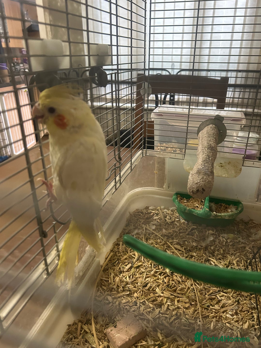 Cockatiels birds for sale: Hand Rearer cockatiel   - Image 2