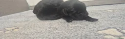 Labrador Retriever dogs for sale: Labrador retriever puppies  in Redruth - Advert 11