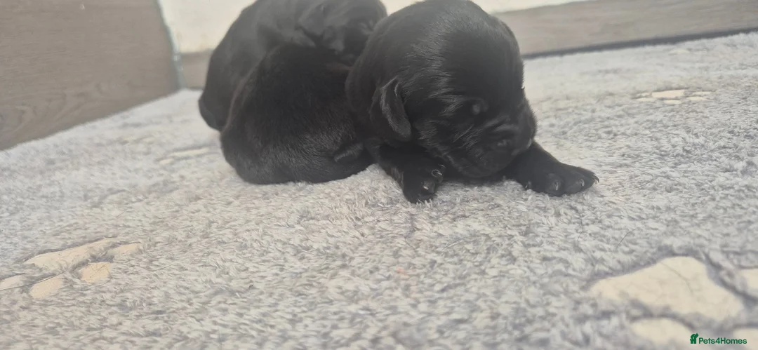 Labrador Retriever dogs for sale: Labrador retriever puppies  in Redruth - Advert 11