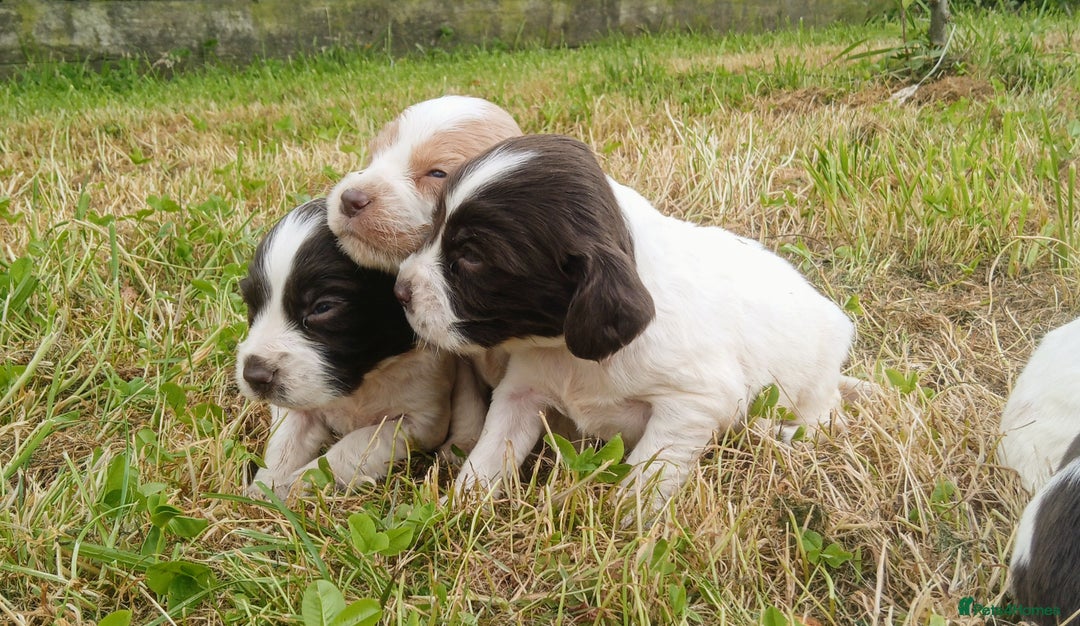 Sprocker dogs for sale: Beautiful f2 sprockers - Image 15