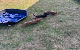 Dachshund dogs for sale: KC PRA Miniature smooth hair dachshund puppies  - Image 10
