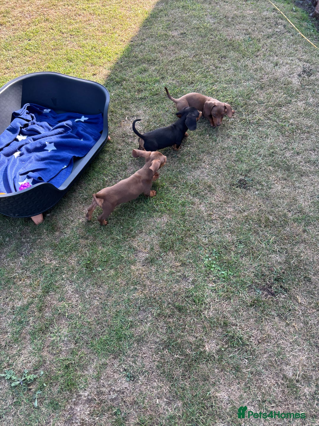 Dachshund dogs for sale: KC PRA Miniature smooth hair dachshund puppies  - Image 10