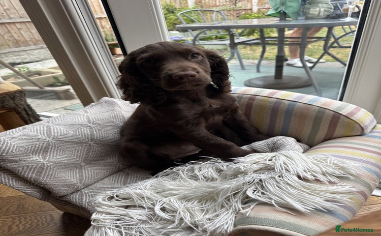 Cocker Spaniel dogs - Advert 2