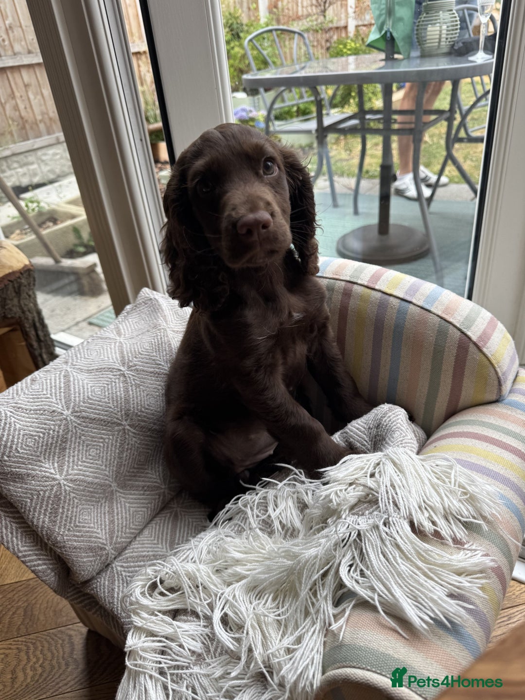 Cocker Spaniel dogs for sale: Working Cocker spaniel pup - Image 1