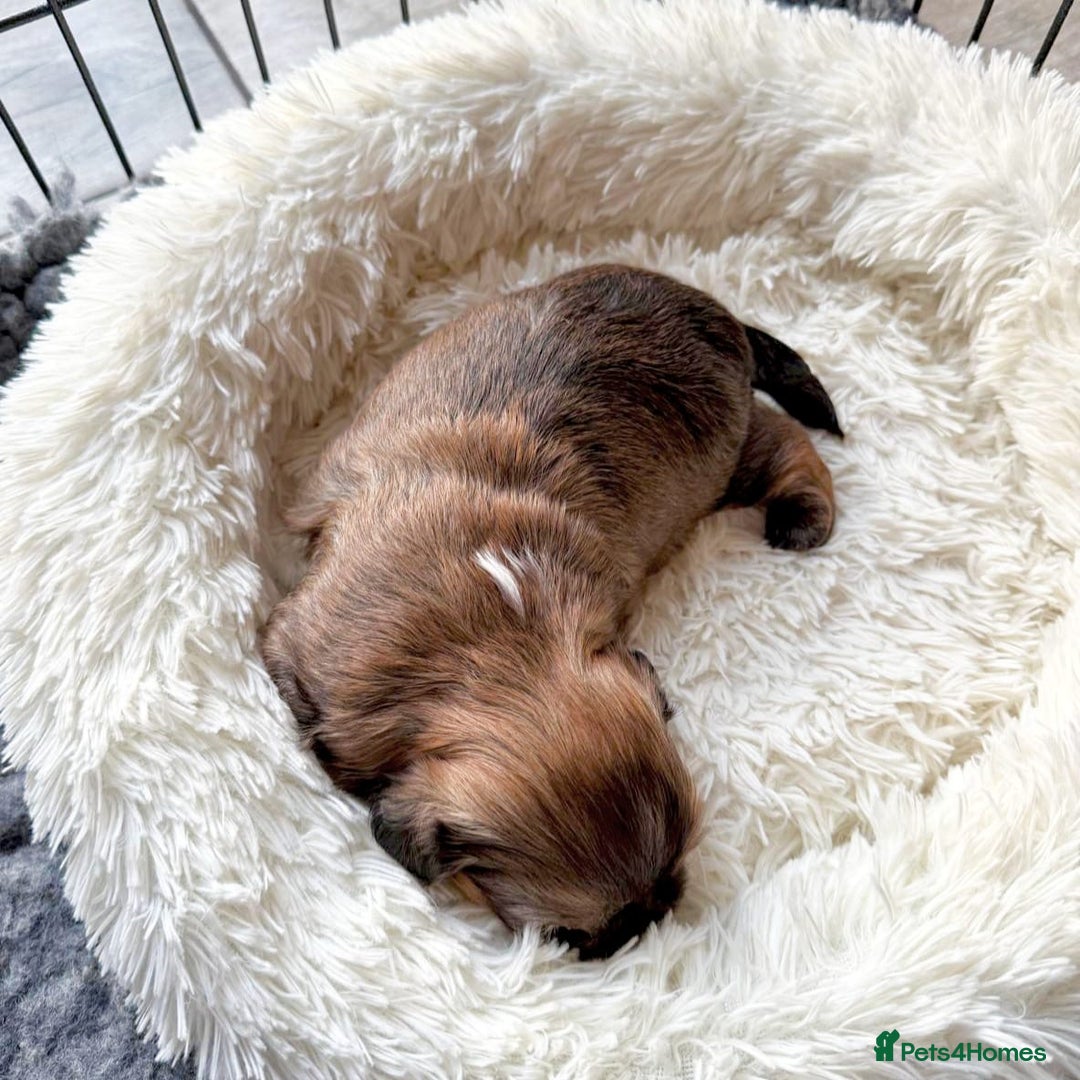 Shih Tzu dogs for sale: Exceptional Shih Tzu Pups Raised in a Family Home - Advert 6