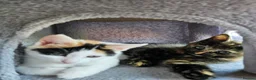 Mixed Breed cats for sale:  mix breed 3 girls  - Advert 12