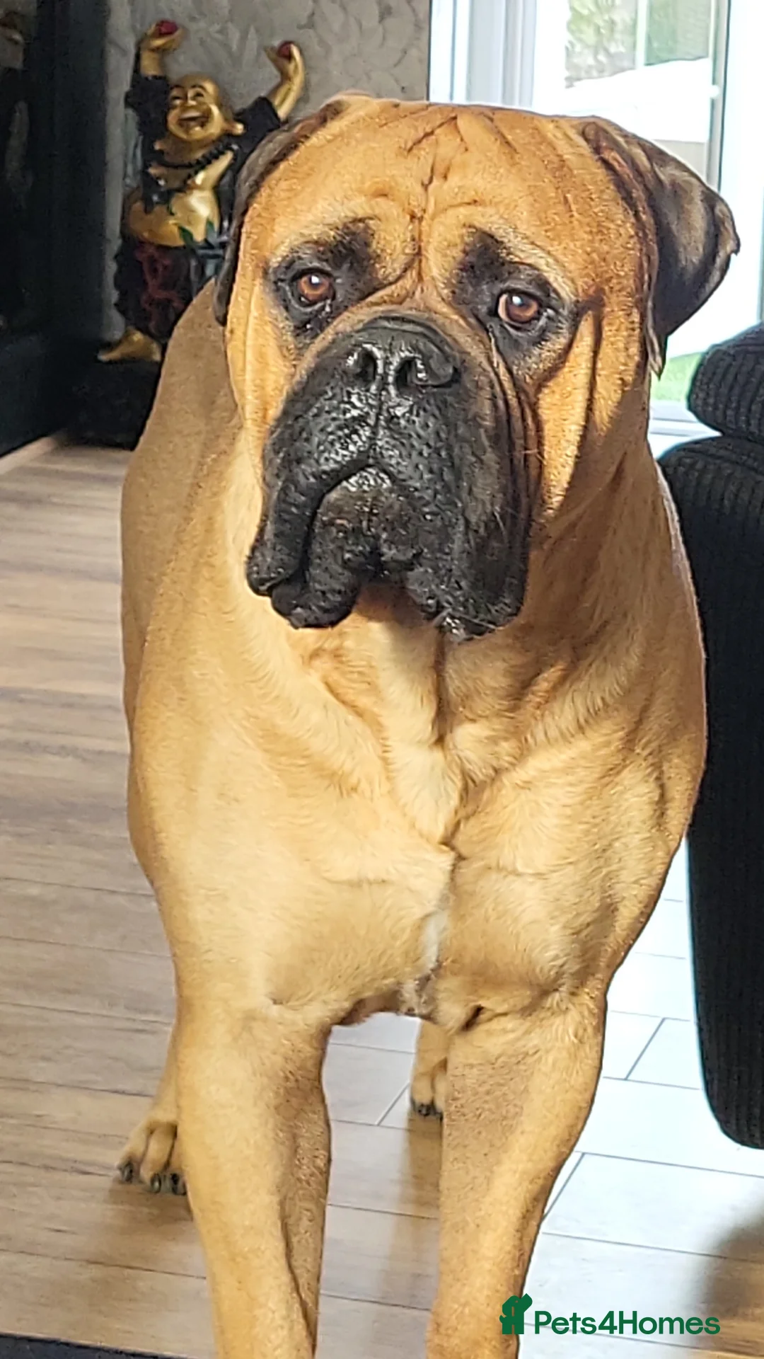 Bullmastiff dogs for stud: Harvey - Advert 3