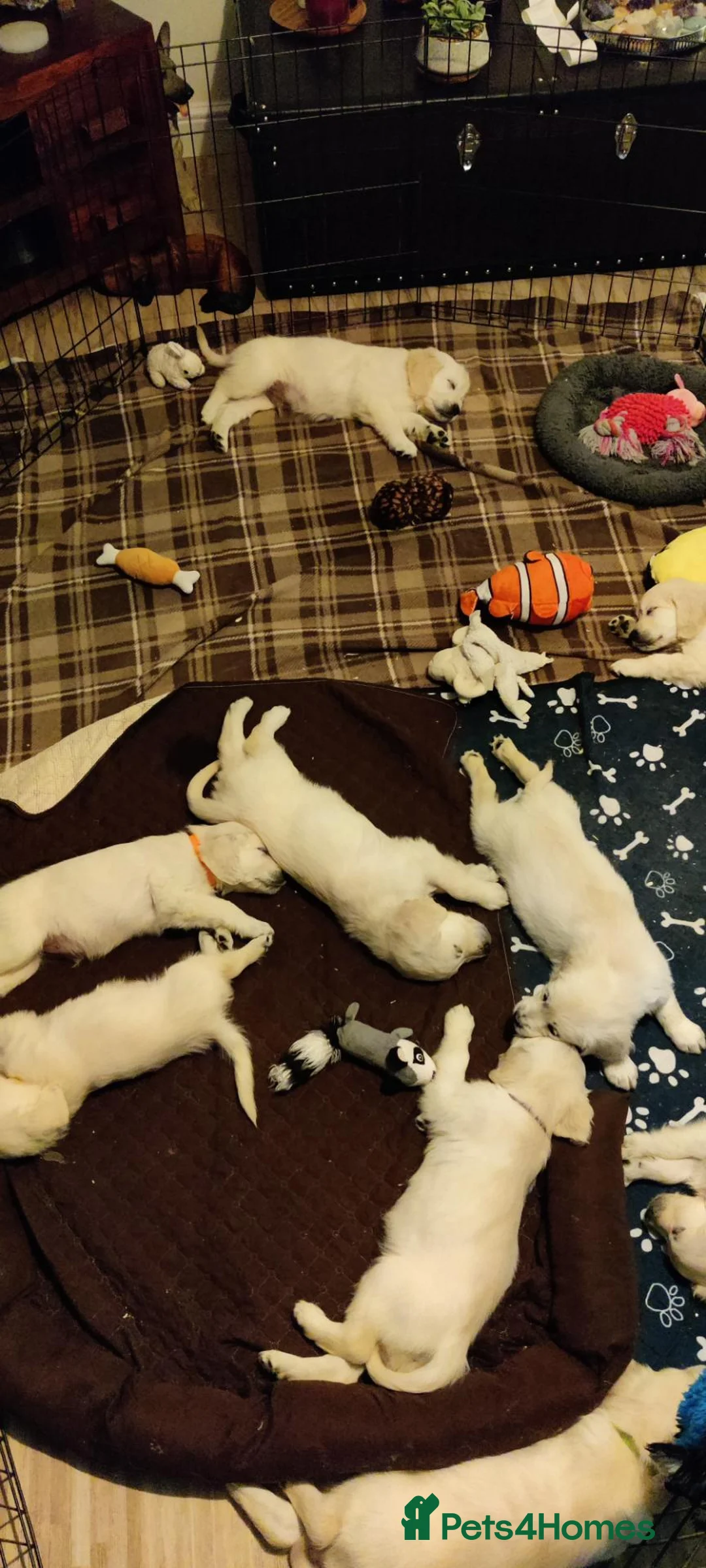 Golden Retriever dogs for sale: Superb WHITE K.Creg Golden Retriever puppies  - Advert 32