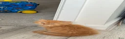 British Longhair cats for sale: Available now 😻 British Longhair kittens - TICA  - Advert 10
