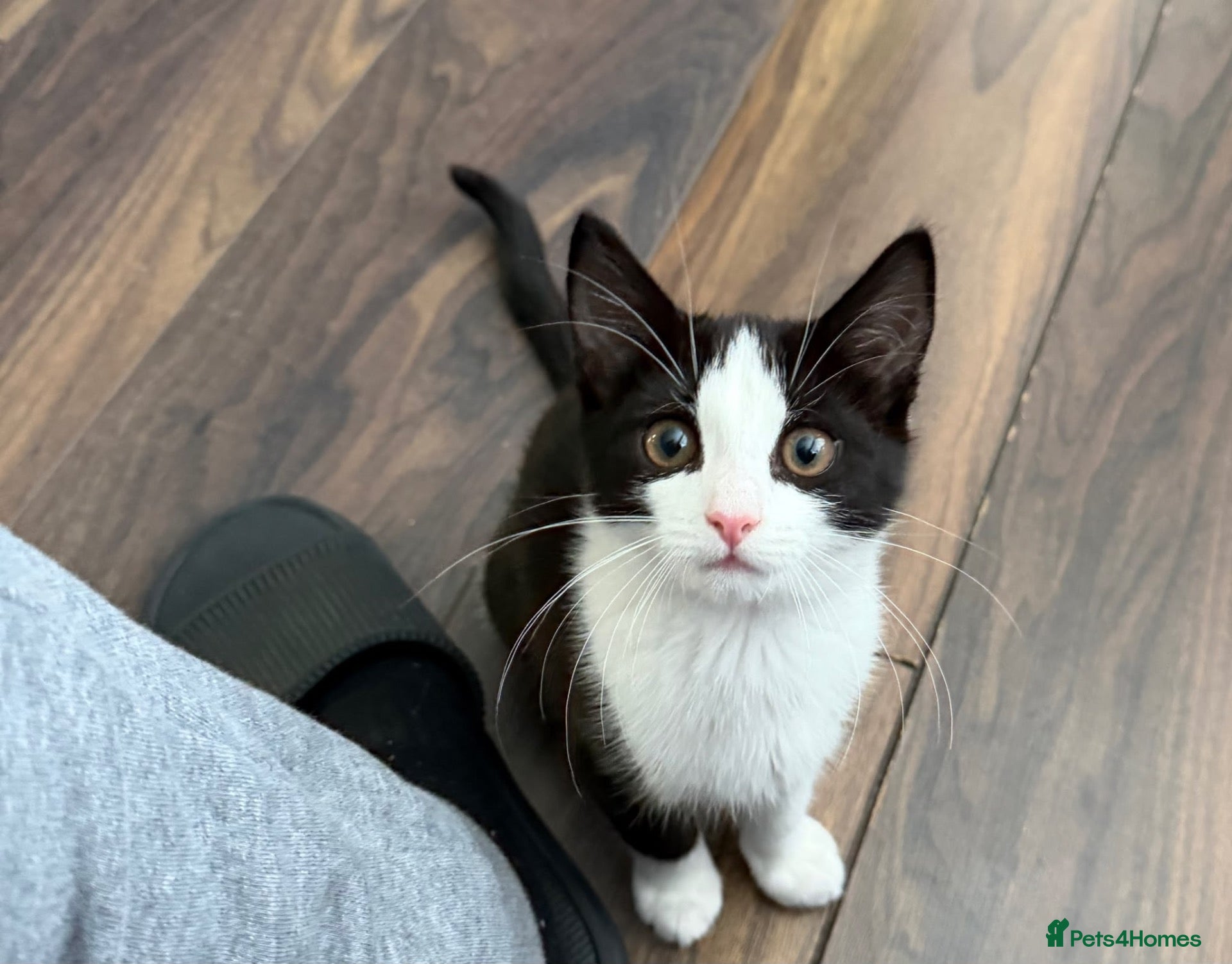 British Shorthair cats Male black and white 10 week kitten  - Advert 1