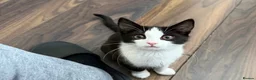 British Shorthair cats for sale: Male black and white 10 week kitten  in Hayes - Advert 1