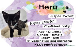 Domestic Shorthair cats for sale: Kittens and cats for adoption.  - Image 15