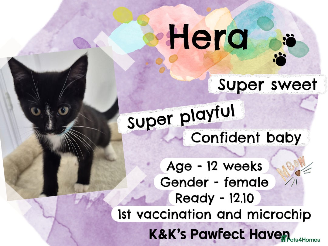 Domestic Shorthair cats for sale: Kittens and cats for adoption.  - Image 15