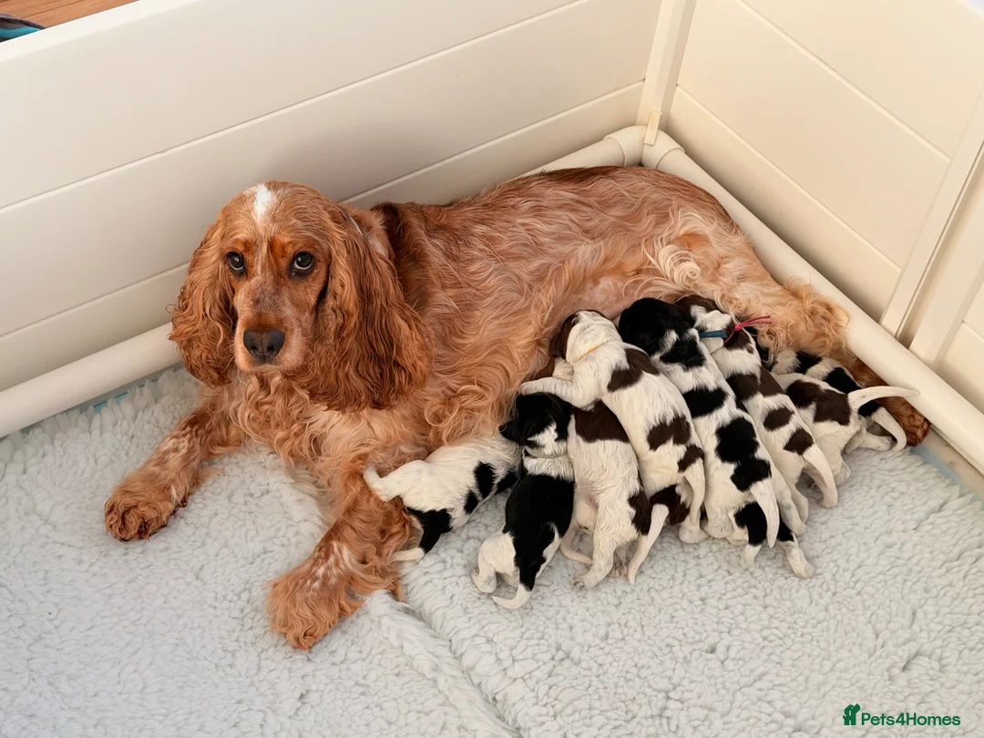 Cockapoo dogs for sale: Pending F1 show type Cockapoo pups  - Advert 16