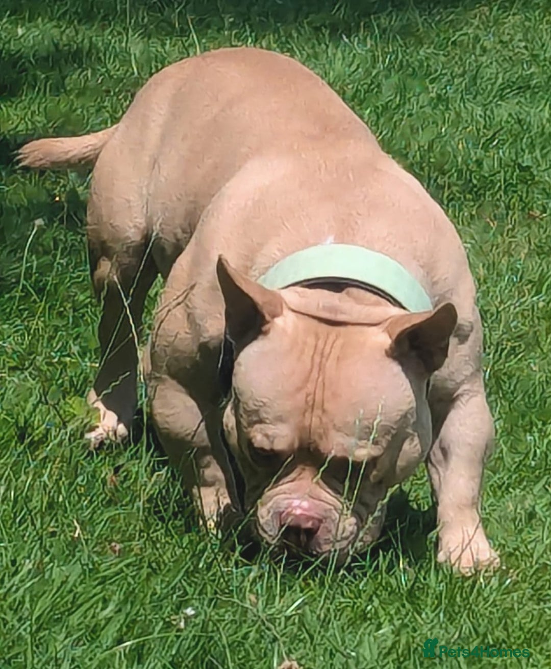 American Bully dogs for sale: American pocket bully  - Image 13