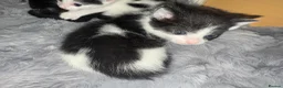 Mixed Breed rabbits for sale: Black and white kittens  in Bognor Regis - Advert 8