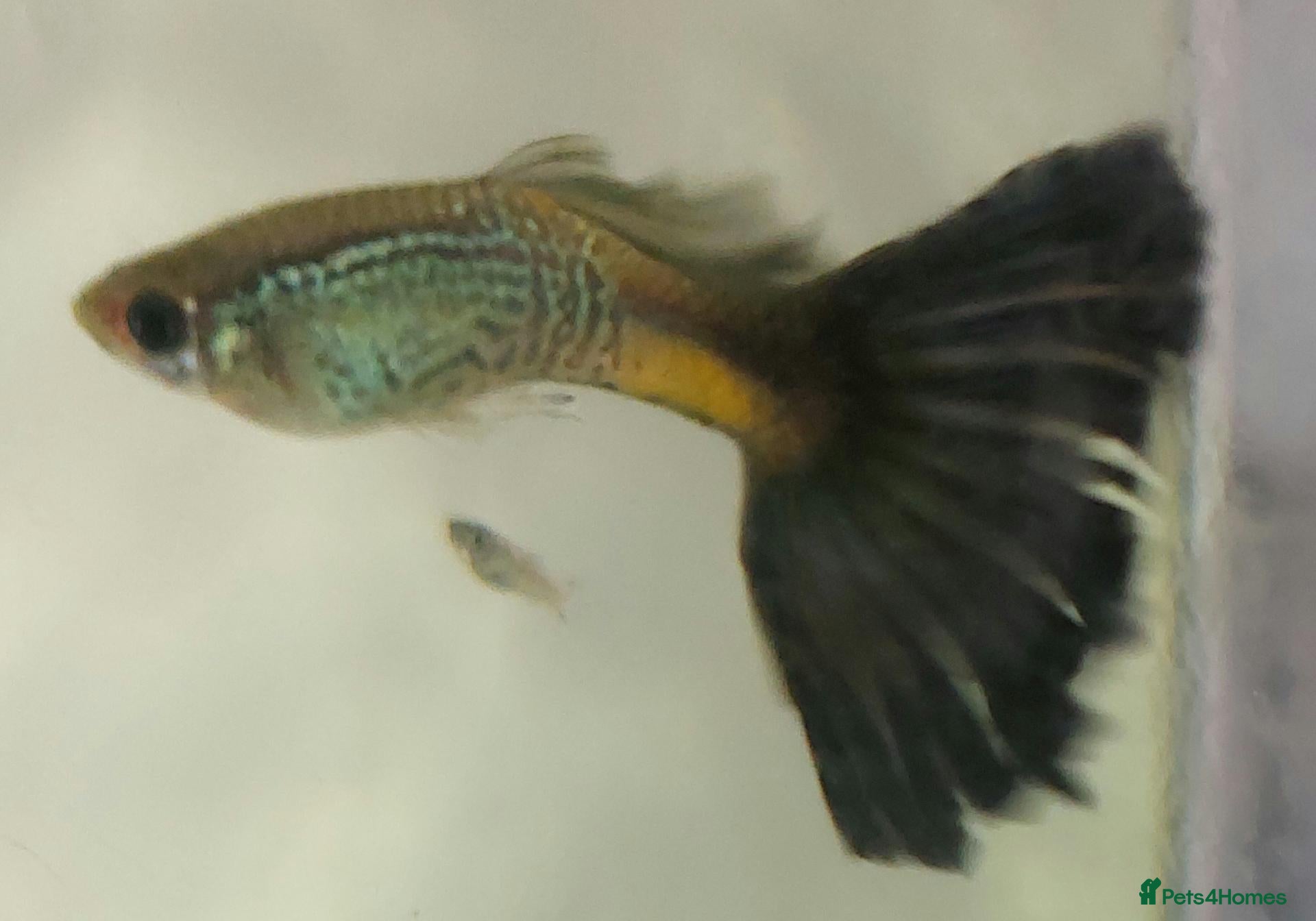 Live Bearers fish Active Guppies for Sale (Blue Lace Parents) - Advert 1