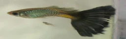 Live Bearers fish for sale: Active Guppies for Sale (Blue Lace Parents) in Woking - Advert 1