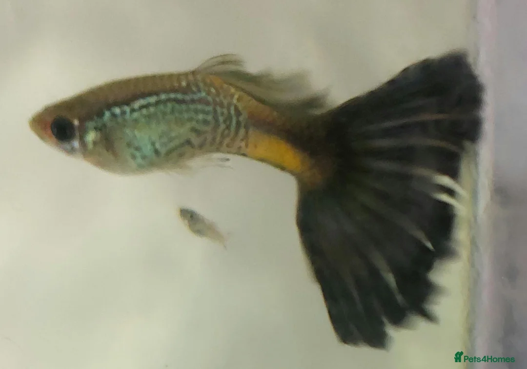 Live Bearers fish for sale: Active Guppies for Sale (Blue Lace Parents) in Woking - Advert 1