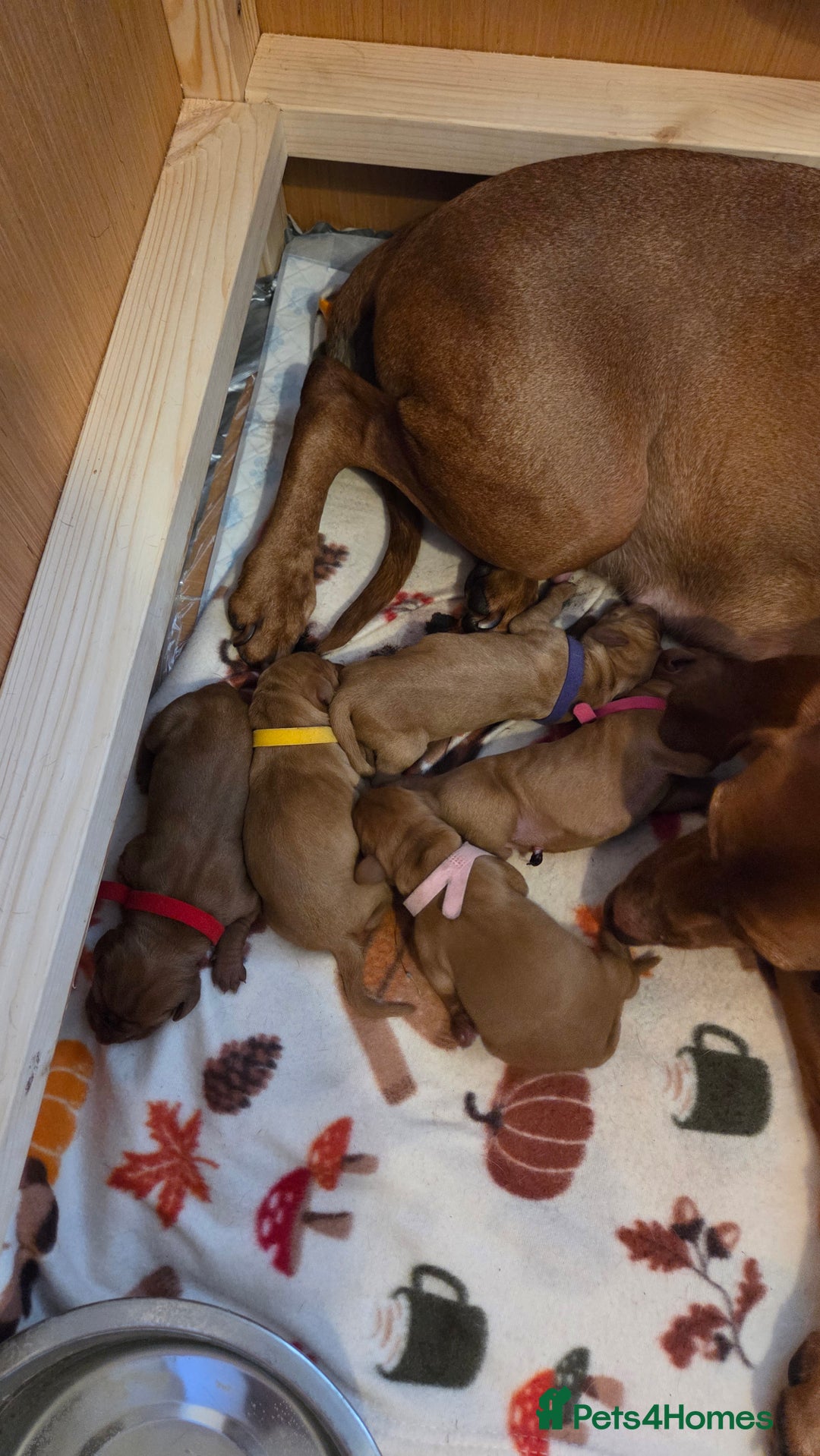 Hungarian Vizsla dogs for sale: Hungarian Vizsla Puppies, 5th generation pedigree - Advert 7