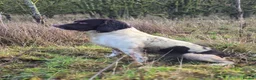 English Springer Spaniel dogs for stud: English springer spaniel for Stud 'Proven' - Advert 5